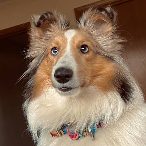 Harper