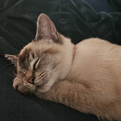 Princess