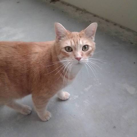 Tigger