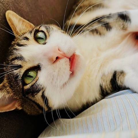 Mew