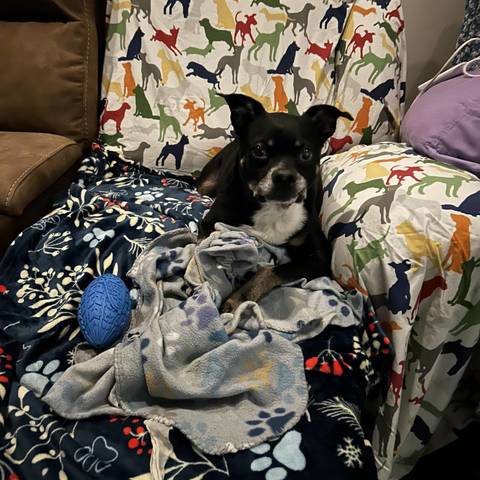 Louie