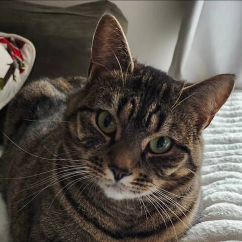Kitty