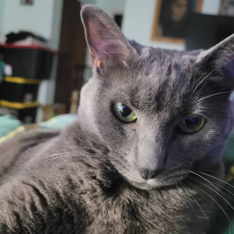 Anastasia