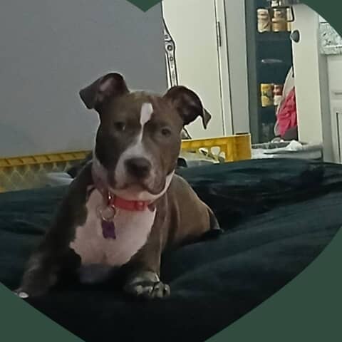 Echo sativa