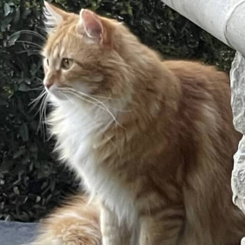 Miss Kitty