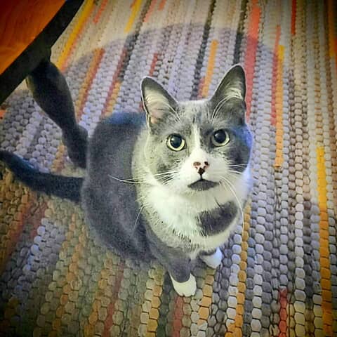 KitKat