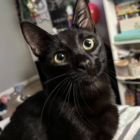 Milo