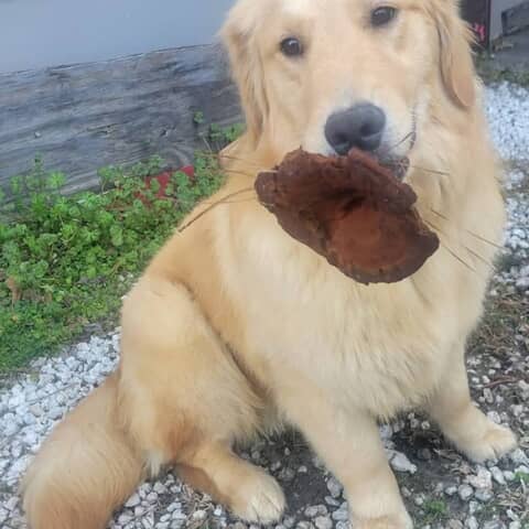 Remi