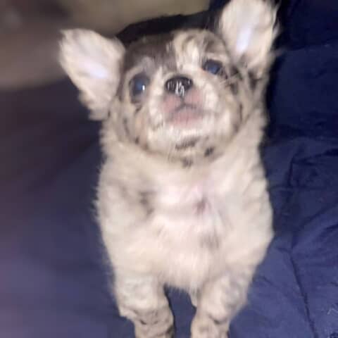 Hades AKA hay hay the babe