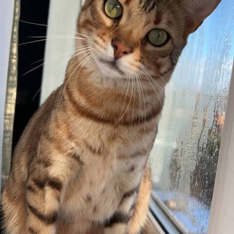 Mowgli