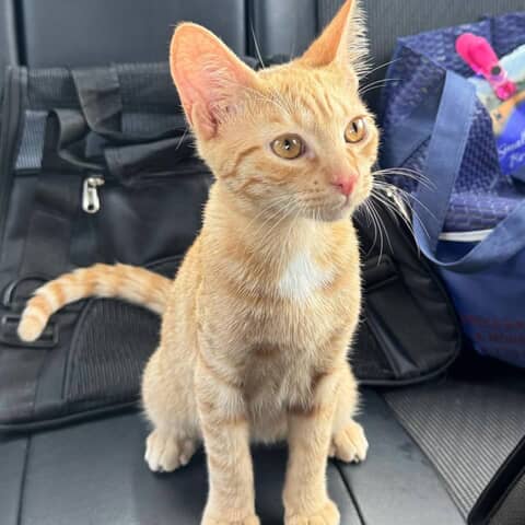 Simba - Mix | Pupvote world’s biggest pet contest