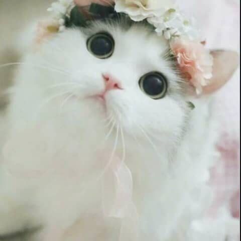 Tabitha