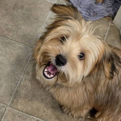 Stella