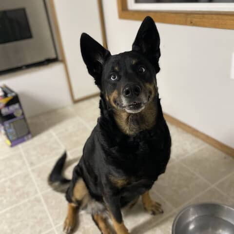 Harley