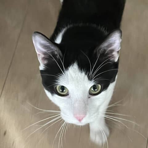 Oreo