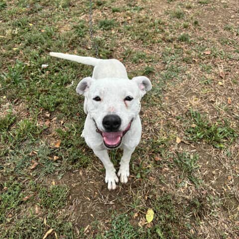 Spike