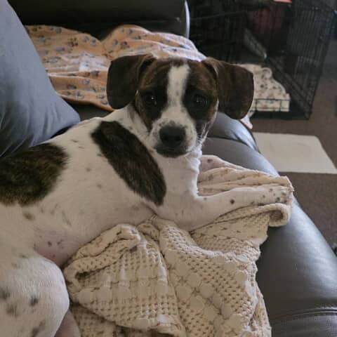 Jett