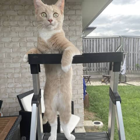 Baz