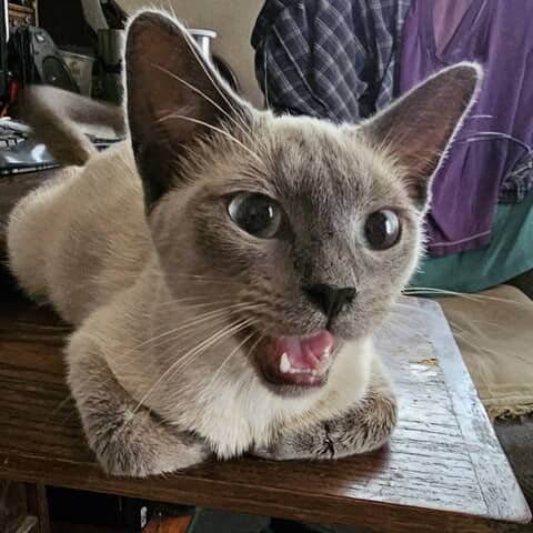 Sheba