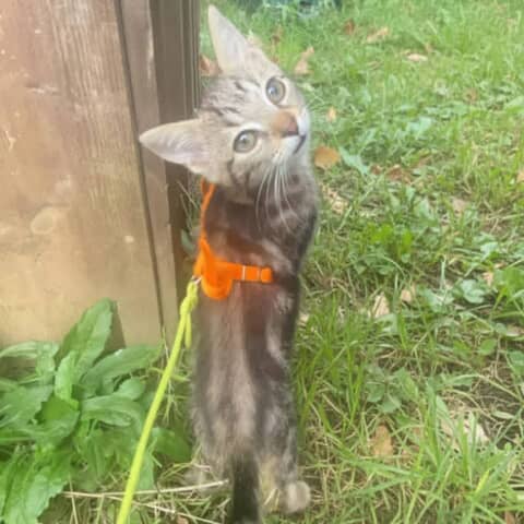 Lou
