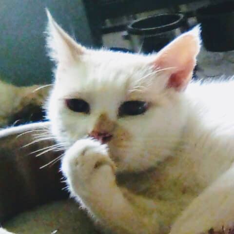 Bobby Whiskers of the Kitty Mafia