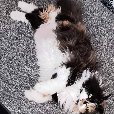 Ivy
