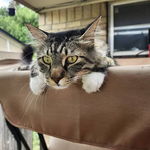 Henry