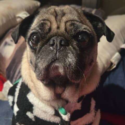 Puggy