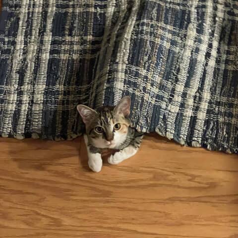 Mocha