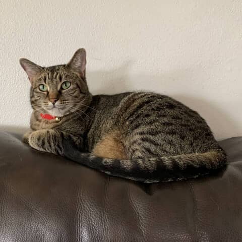 Tabitha