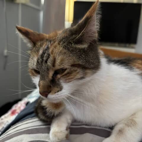 Missy
