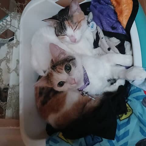 Nala and Kiara