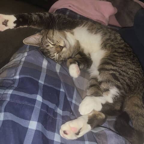 Tabitha