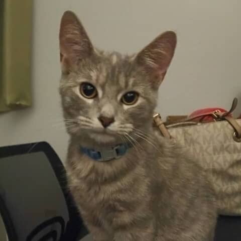 Rosie