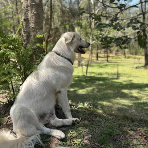 Odin