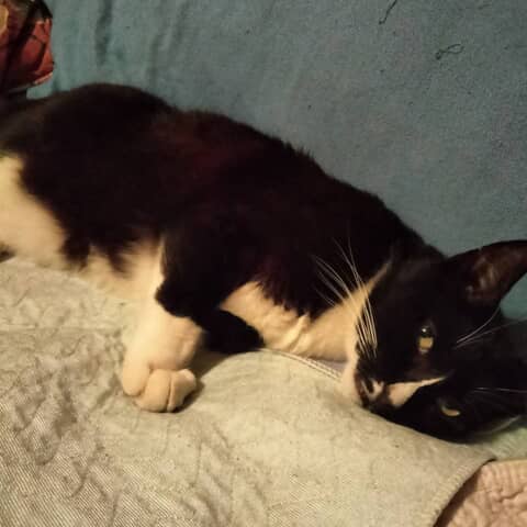 Gizmo