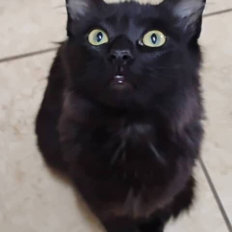 Bebe