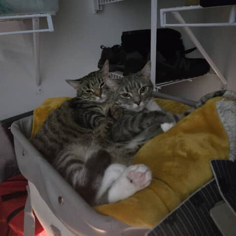 Bella and Luna