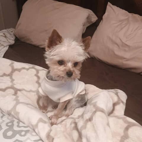Cody
