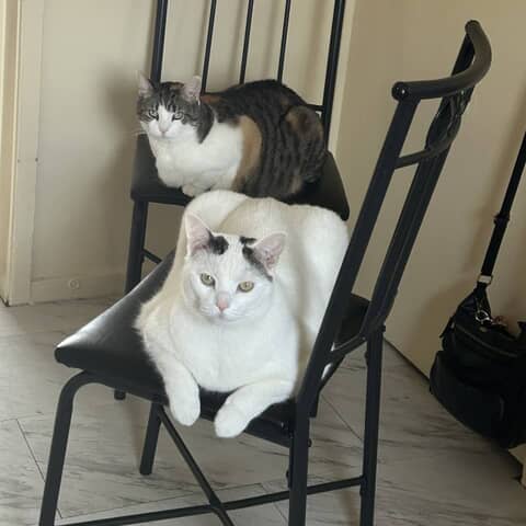 Snowball