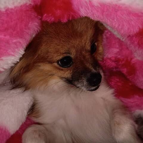 Wicket