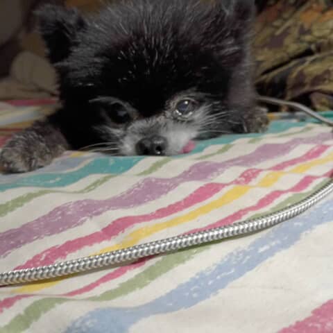 Lil Bear