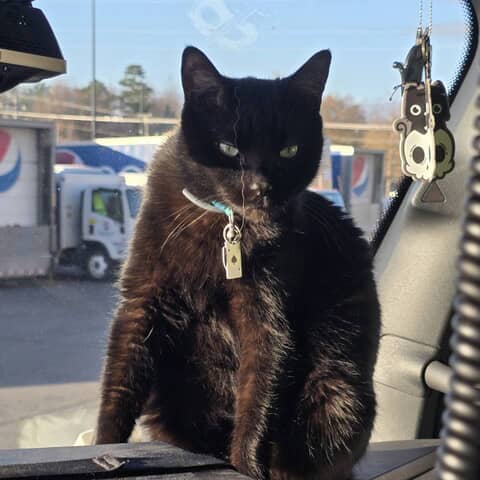 Ace