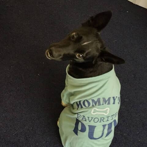 Rebel