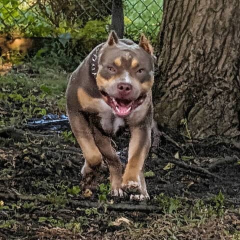 Juse