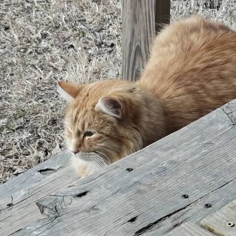 Simba