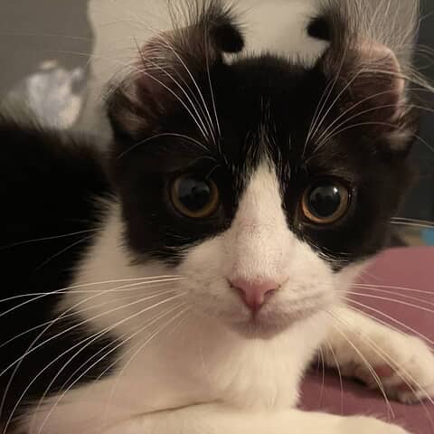 Chacha