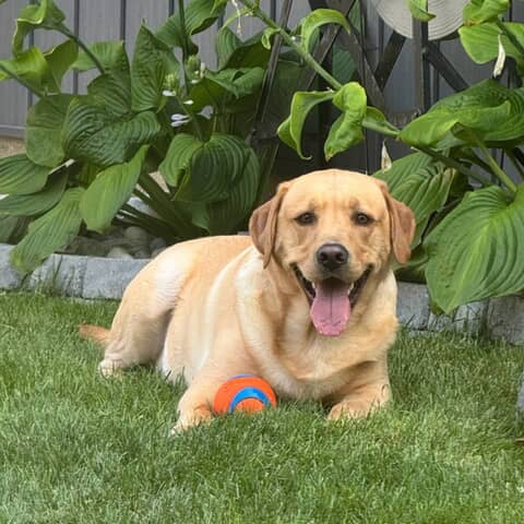 Ruger