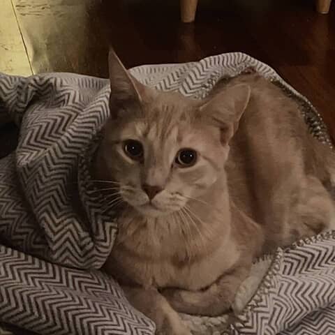 Gizmo
