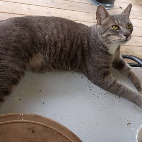 Gato
